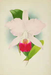 Frederick William Prints: Orchid: Cattleya Mondelux, 1907. Creator: Frederick William Bolas