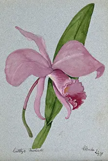 1899 Prints: An orchid (Cattleya mossiae): flower and leaf, 1899. Creator: Unknown