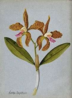 Petal Prints: An orchid (Cattleya Schofieldianum): flowering stem. Creator: Unknown