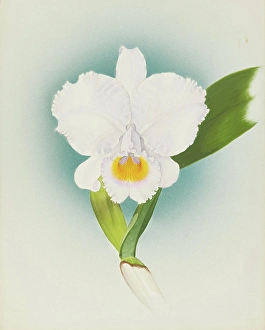 Frederick William Prints: Orchid: Cattleya Schroderae, 1908. Creator: Frederick William Bolas