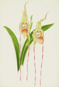 Frederick William Prints: Orchid: Cypredium Dominianum delicatum, 1906. Creator: Frederick William Bolas