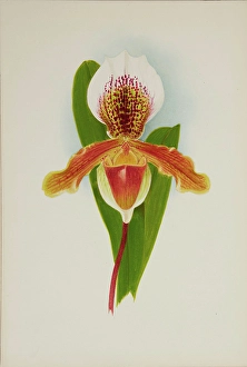 Frederick William Prints: Orchid: Cypridium Milo, 1906. Creator: Frederick William Bolas