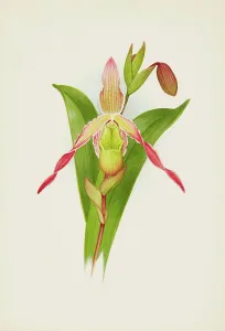 Frederick William Prints: Orchid: Cypripedium, 1906. Creator: Frederick William Bolas