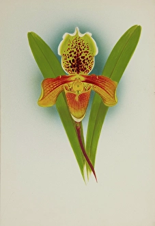 Frederick William Prints: Orchid: Cypripedium, 1907. Creator: Frederick William Bolas