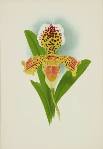 Frederick William Prints: Orchid: Cypripedium, 1907. Creator: Frederick William Bolas