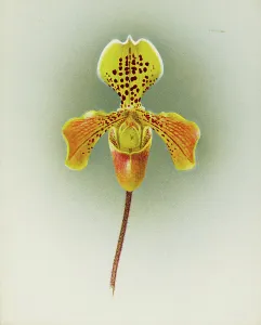 Frederick William Prints: Orchid: Cypripedium George Moore, 1910. Creator: Frederick William Bolas