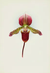 Frederick William Prints: Orchid: Cypripedium Goweri Magnificum
