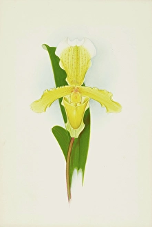 Frederick William Prints: Orchid: Cypripedium Insigna Cobbianum, 1906. Creator: Frederick William Bolas