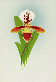 Frederick William Prints: Orchid: Cypripedium Luanum, 1908. Creator: Frederick William Bolas