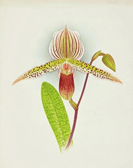 Frederick William Prints: Orchid: Cypripedium Shilianum, 1907. Creator: Frederick William Bolas