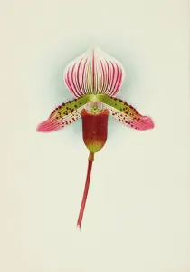 Frederick William Prints: Orchid: Cypripedium Smithae, 1907. Creator: Frederick William Bolas