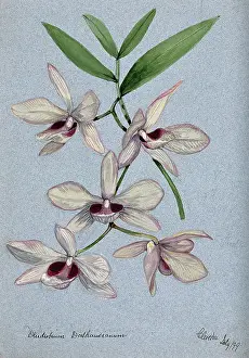 1899 Prints: An orchid (Dendrobium Dalhausianum): flowering stem, 1899. Creator: Unknown