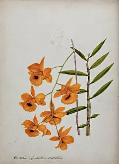 1899 Prints: An orchid (Dendrobium fimbriatum var Oculatum): flowering stem and leaves