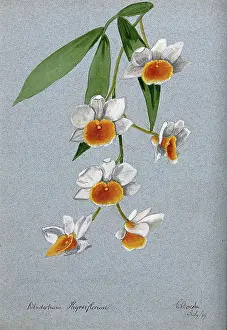 1899 Prints: An orchid (Dendrobium thyrsiflorum): flowering stem, 1899. Creator: Unknown