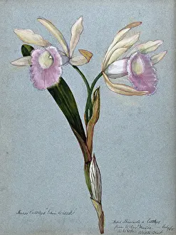 Double Prints: An orchid hybrid (Brassavola x Cattleya Edwin Wheeler'): flowering stem