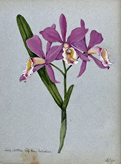 Petal Prints: An orchid hybrid (Laelia x Cattleya Lady Mary Measures'): flowering stem and leaves