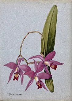 Central American Prints: An orchid (Laelia anceps): flowering stem and leaves. Creator: Unknown