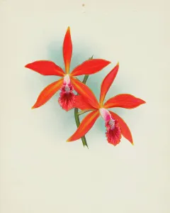 Frederick William Prints: Orchid: Laelia cinnabrosa magnifica, 1907. Creator: Frederick William Bolas