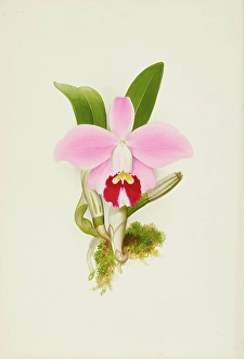 Frederick William Prints: Orchid: Laelia Praestans, 1906. Creator: Frederick William Bolas
