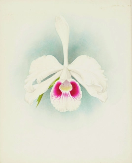 Frederick William Prints: Orchid: Laelia purpurala, 1907. Creator: Frederick William Bolas