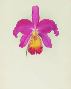Frederick William Prints: Orchid: Laelio - Cattleya, 1917. Creator: Frederick William Bolas