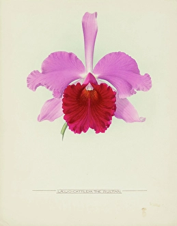 Frederick William Prints: Orchid: Laelio - Cattleya The Sultan, 1917. Creator: Frederick William Bolas