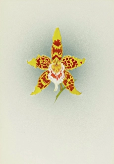 Frederick William Prints: Orchid: Odontoglossum Crawshayanum, 1908. Creator: Frederick William Bolas
