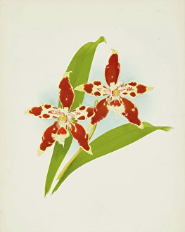 Frederick William Prints: Orchid: Odontoglossum luteo-purpureum, 1907. Creator: Frederick William Bolas