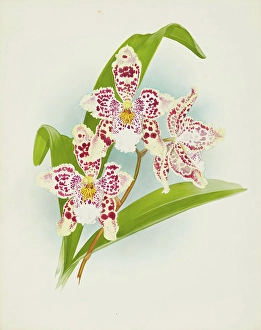Frederick William Prints: Orchid: Odontoglossum Rolfeae, 1907. Creator: Frederick William Bolas