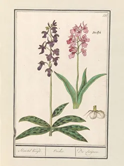 Deck Paint Prints: Orchid (Orchidaceae), 1596-1610. Creators: Anselmus de Boodt, Elias Verhulst