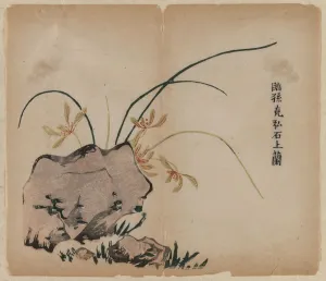 Orchid on Rocks, 18th Century. Creator: Unknown