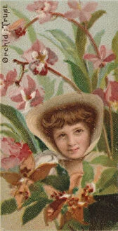 American Tobacco Company Collection: Orchid: Trust, from the series Floral Beauties and Language of Flowers (N75