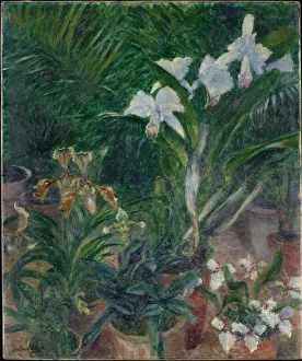 Orchidées dans la serre du Petit Gennevilliers, 1893 Orchidées dans la serre du Petit Gennevilliers, 1893