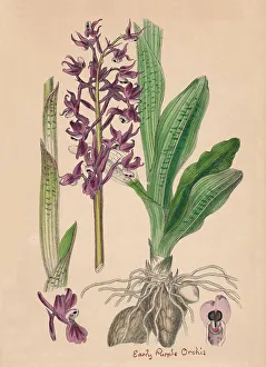 Herbaceous Prints: Orchis mascula. Early purple Orchis, 19th Century