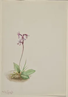 Orchis (Orchis rotundifolia), 1916. Creator: Mary Vaux Walcott Orchis (Orchis rotundifolia), 1916. Creator: Mary Vaux Walcott