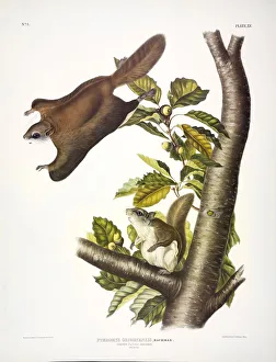 Squirrel Prints: Oregon Flying Squirrel, Pteromys Origonensis, 1845