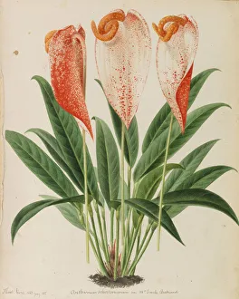 Originaux de publications horticulture et arboriculture, 1878-1881