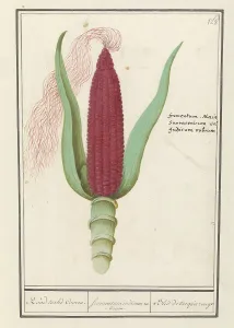 Sweet Corn Prints: Ornamental corn (Zea mays), 1596-1610. Creators: Anselmus de Boodt, Elias Verhulst