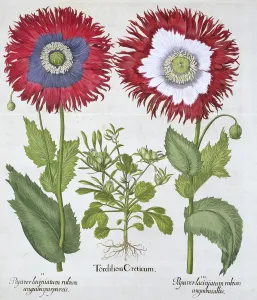 Basil Gallery: Ornamental poppies, 1613