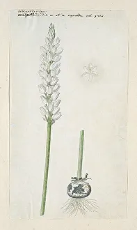 Perennial Prints: Ornithogalum conicum Jacq. 1778-1786. Creator: Robert Jacob Gordon