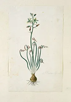 Perennial Prints: Ornithogalum Polyphyllum Jacq, 1777-1786. Creator: Robert Jacob Gordon
