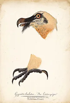 Zoology Prints: Ornithological Study, c.1800. Creator: Kuhn, G. (active 1795-1825)
