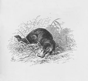 Captain Robert Fitzroy Gallery: Ornithorhynchus Paradoxus, c1885, (1890). Artist: Robert Taylor Pritchett