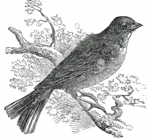 Edible Prints: The Ortolan, 1850. Creator: Unknown