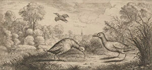 Images Dated 27th October 2020: Ortygometra, Ralle (The Rail): Livre d Oyseaux (Book of Birds), 1655-1660