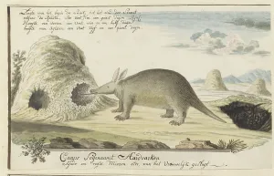 Nosy Prints: Orycteropus afer (Aardvark), 1777-1786. Creator: Robert Jacob Gordon