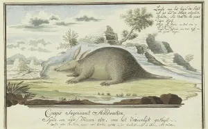 Habitat Prints: Orycteropus afer (Aardvark), 1777-1786. Creator: Robert Jacob Gordon