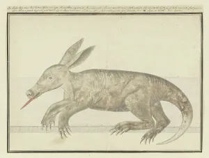 Cheeky Prints: Orycteropus afer (Aardvark), 1777-1786. Creator: Robert Jacob Gordon