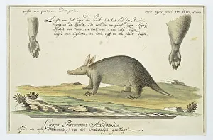 Sketch Book Prints: Orycteropus afer (Aardvark), 1777-1786. Creator: Robert Jacob Gordon