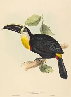 Beak Gallery: Osculant Toucan (Ramphastos osculans). Creators: John Gould, Elizabeth Gould